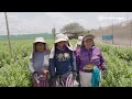 La industria del arándano: una gran oportunidad para las mujeres del Perú