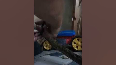 Rat snake on my back porch got caught in netting. Video 1