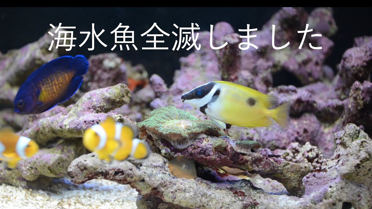 海水魚をみんな殺しました。 No.013 - YouTube