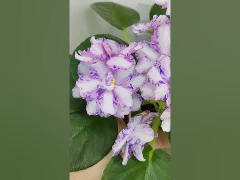 Фиалка химера МК-Ветер Перемен - YouTube