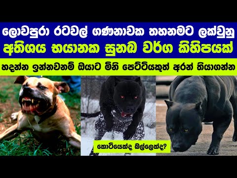 ලොවපුරා තහනමට ලක්වූ සුනඛ විශේෂ | Most Banned dogs around the world.🐕🚫