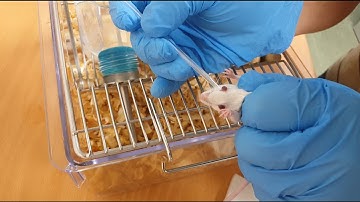 Mouse retro-orbital bleeding no anesthetization