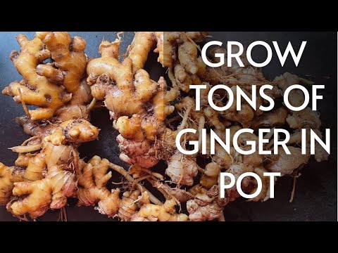 How to grow Ginger in pots at home(With Harvest)