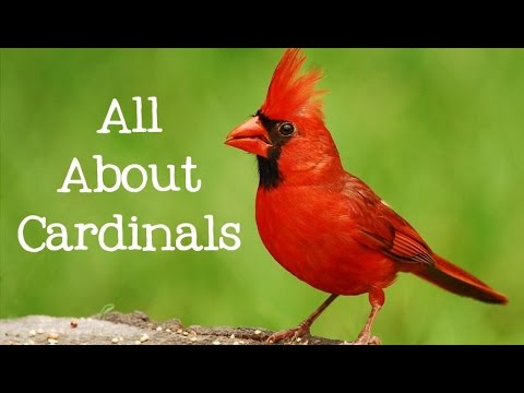 Video: The red cardinal is a small bird with bright plumage and a wonderful voice