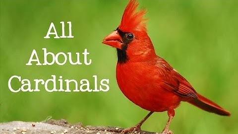 All About Cardinals: Backyard Bird Series - FreeSchool
