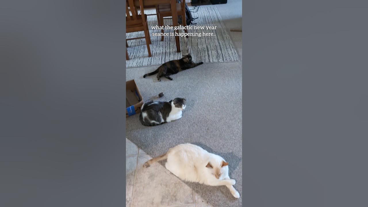 House lion's gate portal be like โจ๐ฎ๐ฑ #lionsgate #888 #cats House lion's gate portal be like โจ๐ฎ๐ฑ #lionsgate #888 #cats