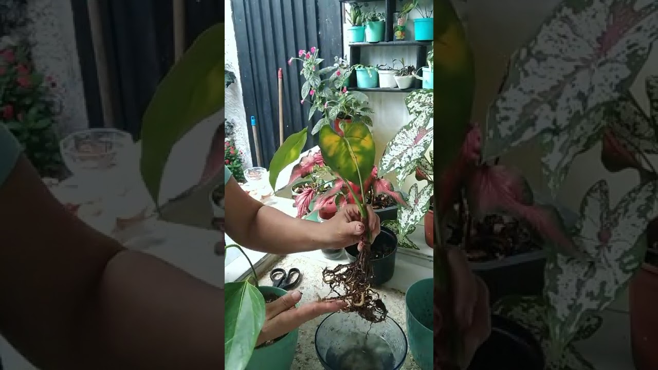 Anturios con hojas amarillas y raíz color  cafés?les tengo la solución 🙋‍♀️🪴🍃