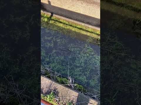 幅30cmの用水路で釣りしようとすると/When trying to fish in a 30 cm wide irrigation channel #shorts