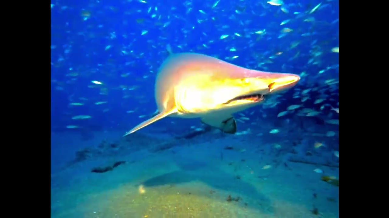 IMAX Deep Sea Trailer