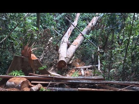 Video Liên tiếp xảy ra các vụ phá rừng phòng hộ tại huyện... - youtube