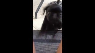 Best pug puppy gif