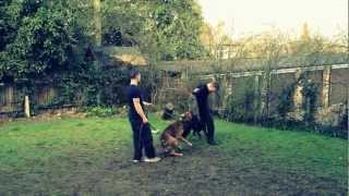 SWATT DOGS . 2 DOGS 1 DECOY. dont try this at home