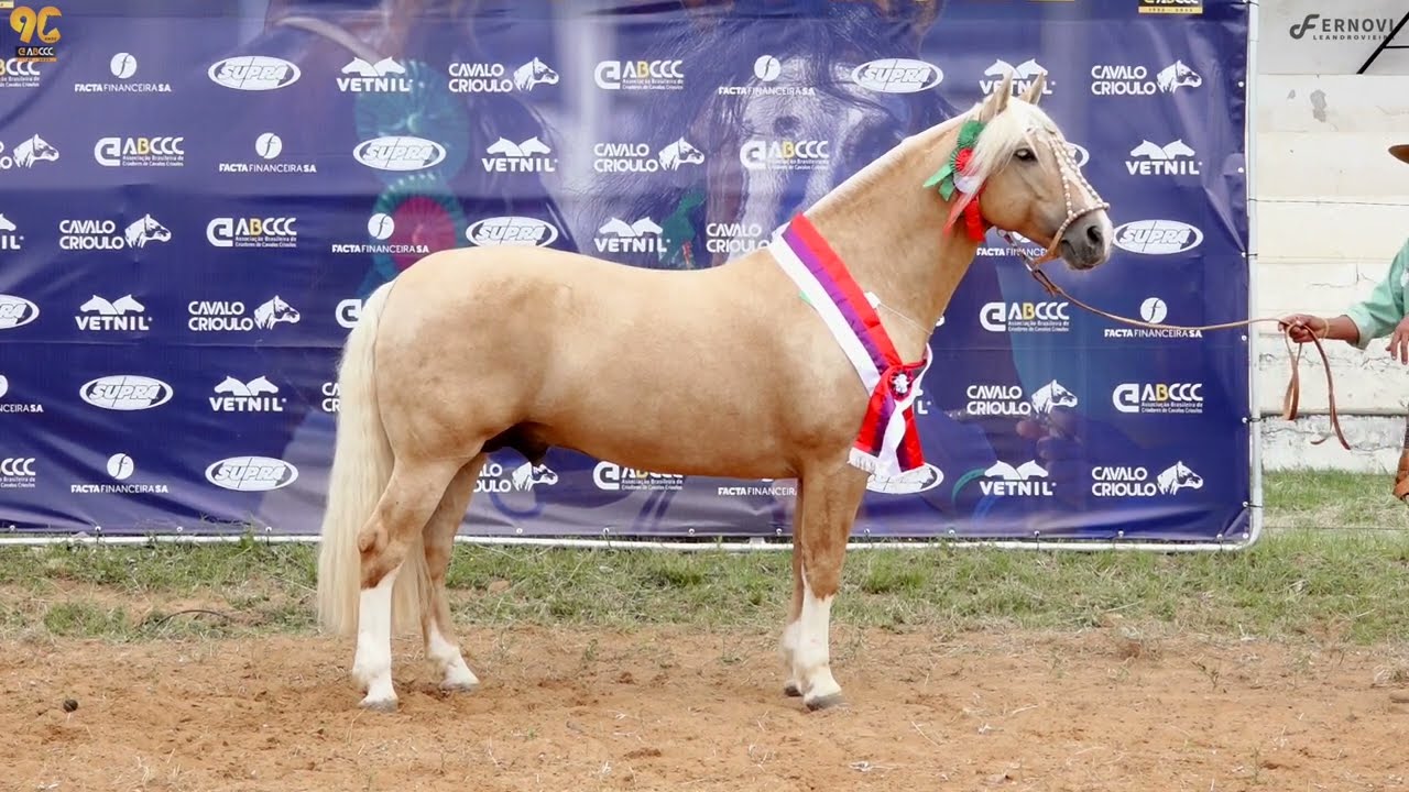 JI PAYADOR Reservado Grande Campeão - Passaporte Santana do Livramento 2022  