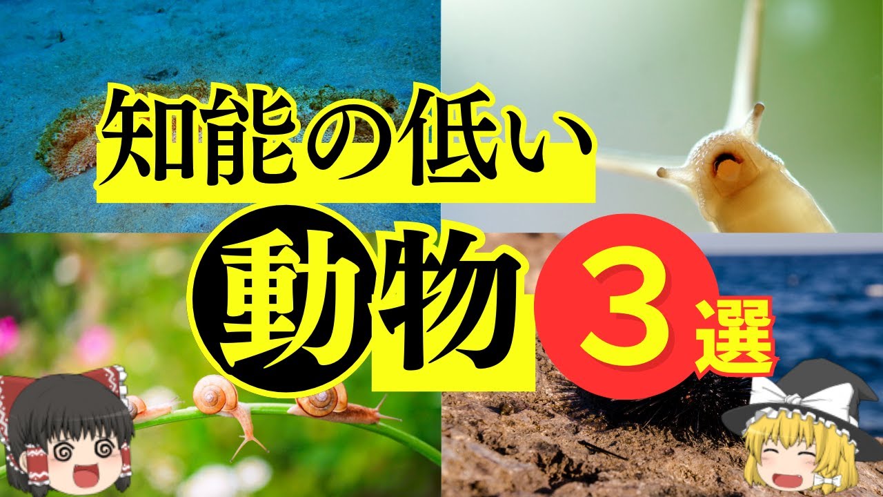 【知能の低い動物3選】知能の低い動物(生物)はこれだ!知能の低い動物(生物)を紹介します。 - YouTube