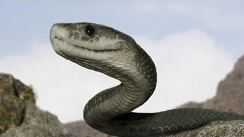 Top 3 sự thật thú vị về loài rắn mamba đen mà có thể bạn chưa biết.