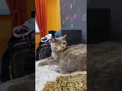 Эффективный метод быстрого похудения от кошки