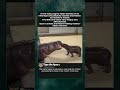 Baby Pygmy Hippo Playing with Mom #hippo #cuteanimals
