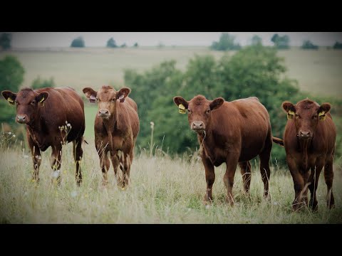 Video: Byly uhlíky v kanceláři skutečné?