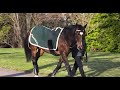 Juddmonte Farms - Behind The Scenes