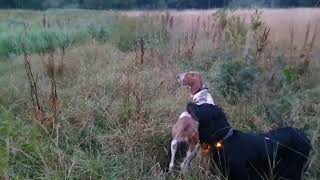 Bonnie Gordon Setter and Bella Bracco Italiano finding early morning pheasant. by Paul 295 views 1 year ago 1 minute, 31 seconds