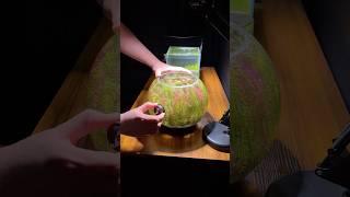 Magnetic Algae Scraper For A Nano Aquarium