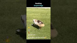Ranking Stupid Dogs..#dogbloopers #dumbdog