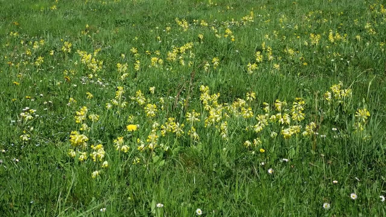Spring meadow