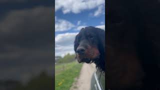 Scottish Gordon Setter Have Fun #dog #puppy #setter