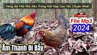 tiếng gà mái rừng mồi kêu trống kèm cục tác chuẩn 2024 | Hoàng Thắng