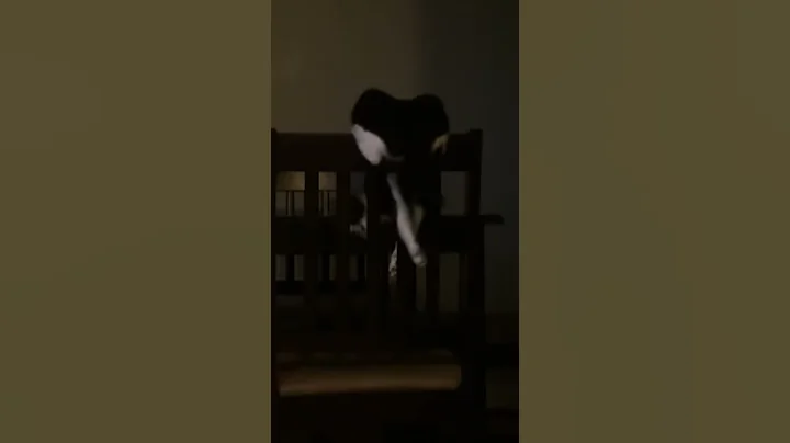 Cat trying to catch tail.