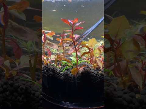 Ludwigia vase aquascape #fishtank #fish #aquarium #plants #plantedtank #aquascape