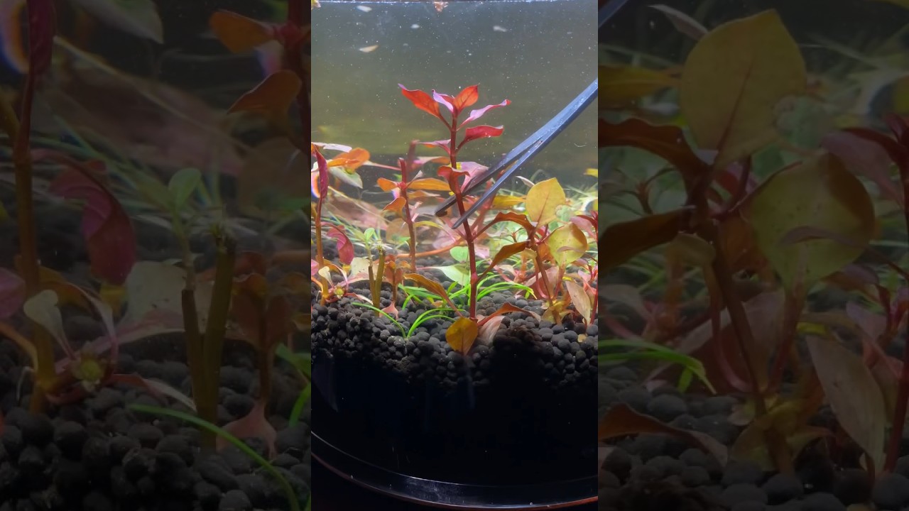 Ludwigia vase aquascape 