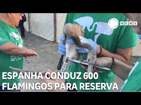 Spain guides 600 flamingo chicks to natural reserve