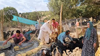 🐐The Vet Visits Asghar & Halimeh | Designing Our Dream Semi-Circular Bench & Real Nomadic Life 🐐🪨