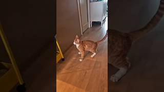 cat magic #catbehavior #catcare #cat #cats #catfacts #funny #kitten #catlovers