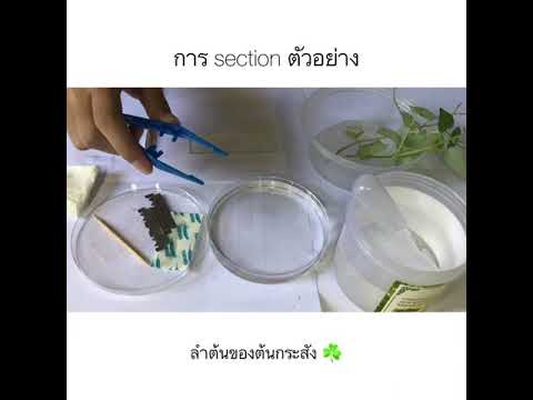 การ section ตัวอย่าง “ลำต้นของต้นกระสัง”