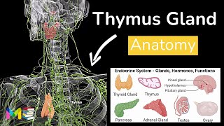 ANATOMY OF THYMUS GLAND (Location, Structure & Function)