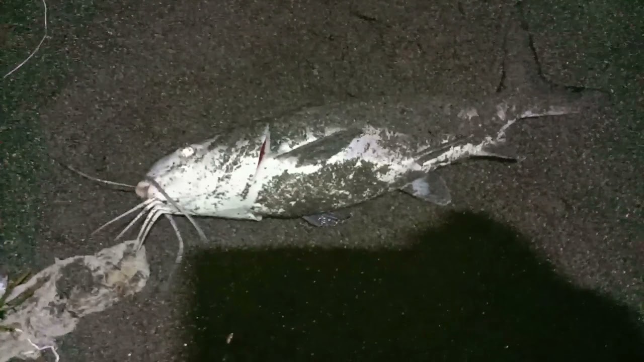 Mancing di pinggir pantai dapet ikan lutok besar