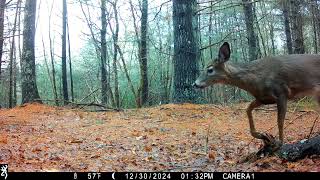 Carolina 12:31:24   SD 480p