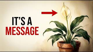 The Hidden Meaning When Your Peace Lily Blooms