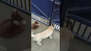 Ryvo and Neopu Playing #dogs #puppies #dogplaying #dogloversdog
