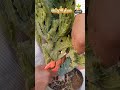 صبار الكرشة نبات عصاري شبيه بالشعب المرجانية