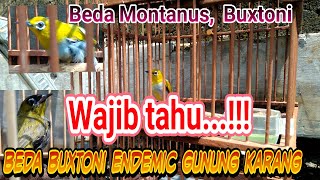 Download lagu Cara membedakan Pleci Montanus Buxtoni Black Capped Wallacia dan Buxtoni Gunung Karang Cara membedakan Pleci Montanus Buxtoni Black Capped Wallacia dan Buxtoni Gunung Karang
