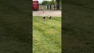Little boy approaches rooster and it hit him with its wings and knocks him to the ground