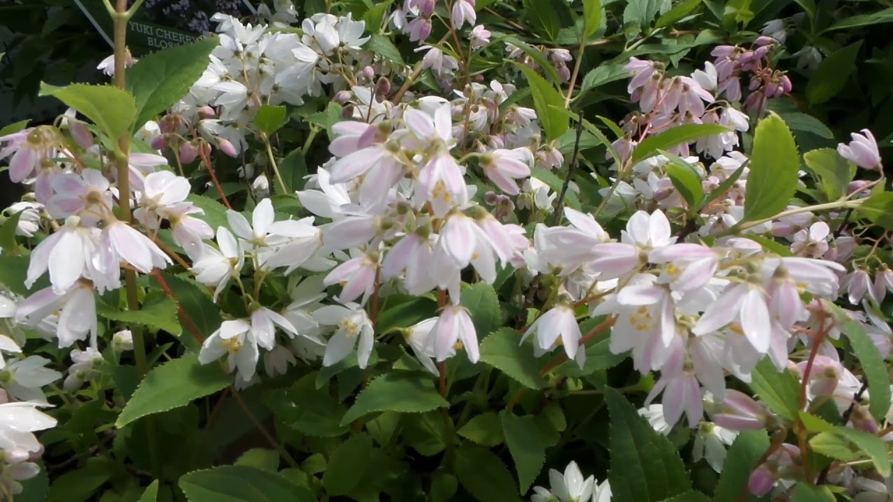 Deutzia Yuki Cherry Blossom