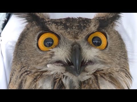 Forest police save wild Eurasian eagle owl in east China