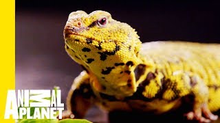 This Yellow Lizard is Called The Uromastyx | Scaled