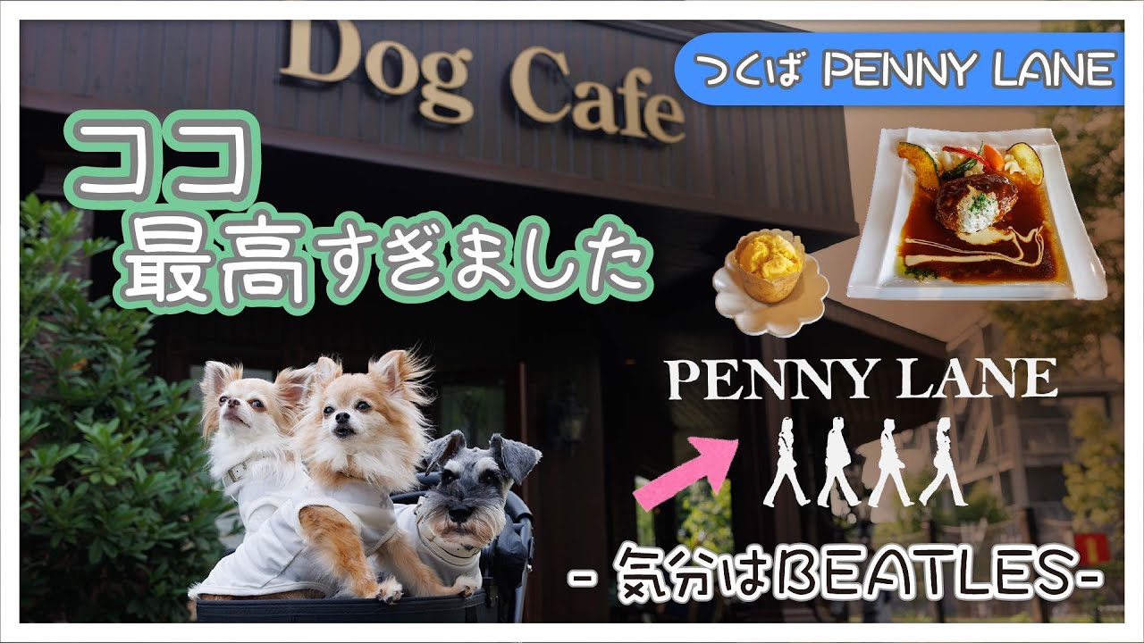 【ビートルズゆかりのお店】ペニーレイン人気NO１ハンバーグ＆わんずはふわふわマフィン！ドッグランも併設【茨城県・つくば市】-BEATLES PENNY LANE-