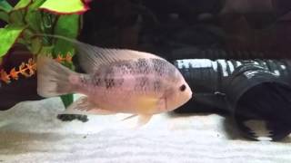 Red Devil - Foofie