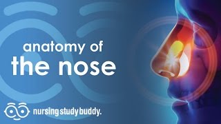 Anatomy of the Nose - Nursing Study Buddy Video Library